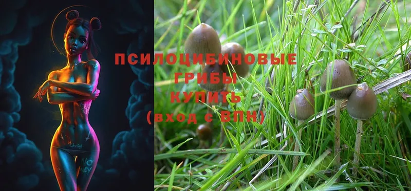 Псилоцибиновые грибы Psilocybine cubensis  Бакал 